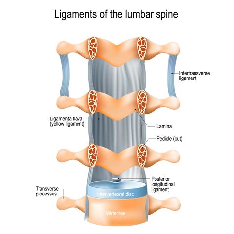 The muscles of this group include: Muscle and ligament pain in the lower back