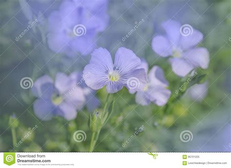 Linum Lewisii Flower Blue Flax Flowers Stock Image Image Of Grass