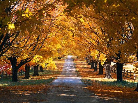 ¿por Qué Las Hojas De Los árboles Cambian De Color En Otoño Dhf