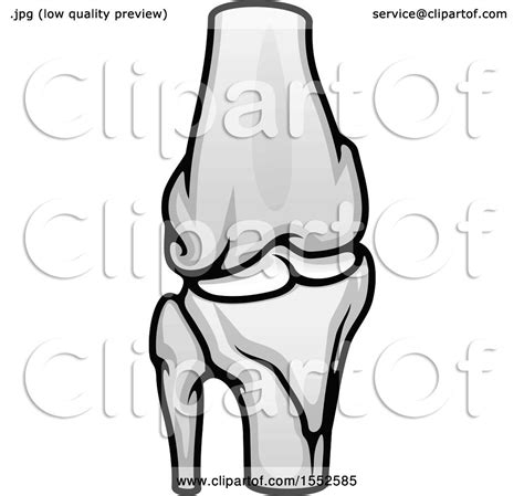 Clipart Of A Knee Joint Human Anatomy Royalty Free Vector