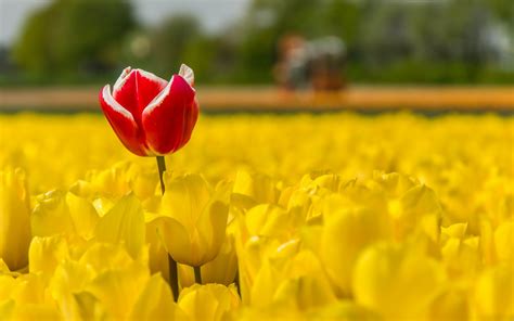 Inside the part of the flower that has petals are the parts which produce pollen and seeds. tulips, Flowers, Field, Plants, Yellow flowers, Red flowers Wallpapers HD / Desktop and Mobile ...