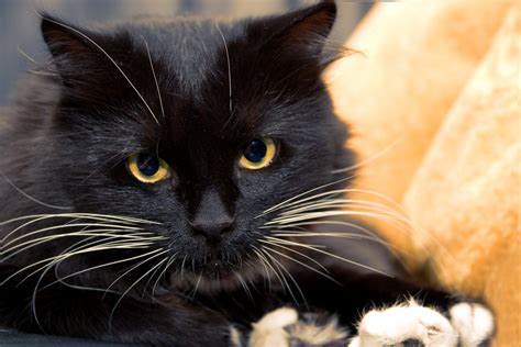 Free Images Animal Pet Fur Black Cat Closeup Close Up Pets