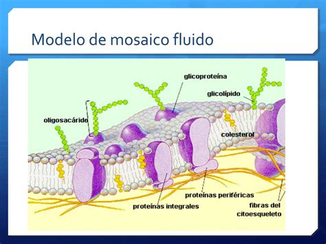 Modelo De Mosaico Fluido De La Membrana Celular Con Sus Partes