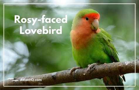 Rosy Faced Lovebird Agapornis Roseicollis Avian HQ