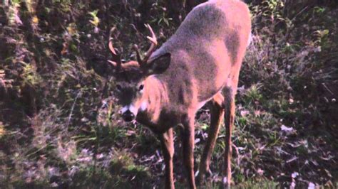 Crazy Crossbow Hunt Deer Season 2012 Youtube