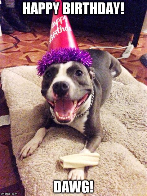 Happy Birthday Pitbull Dog Meme