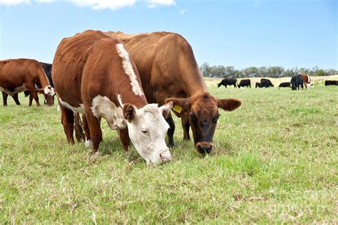 Beef Cattle Grazing In Pasture Photograph By Inga Spence Fine Art America