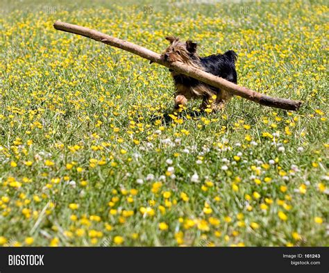 Little Dog Big Stick Image And Photo Free Trial Bigstock