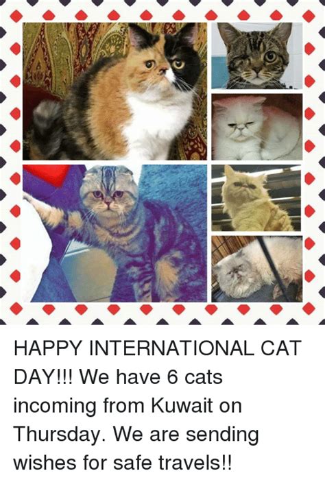 HAPPY INTERNATIONAL CAT DAY We Have Cats Incoming From Kuwait On Thursday We Are Sending