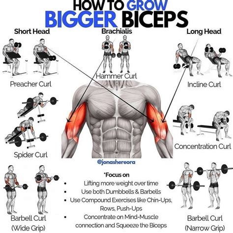 How To Make Biceps At Home With Dumbbells