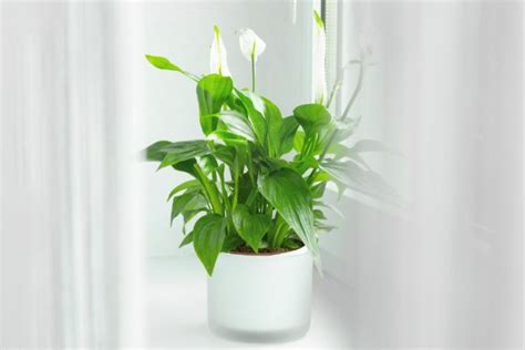 Why Are My Peace Lily Flowers Turning Green Smart Garden Guide