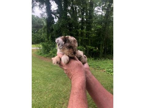 Get a boxer, husky, german shepherd, pug, and more on kijiji, canada's #1 local classifieds. Beautiful Merle Cockapoo Puppies for rehoming in Mobile ...