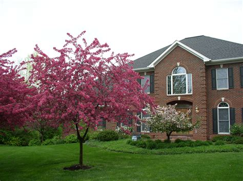 Front Of House Small Ornamental Trees Ornamental Trees