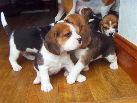Find beagle puppies and breeders in your area and helpful beagle information. Beagle Puppies For Sale | Chicago, IL #263034 | Petzlover