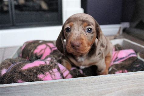 Dachshund puppies available,dachshund puppies for sale,dachshund puppies 4 sale delivery 4. Adorable Unique miniature Dachshund Puppies ready to go ...