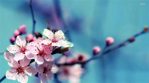 Free Download Desktop Cherry Blossoms Hd Wallpaper 1920x1080 For Your