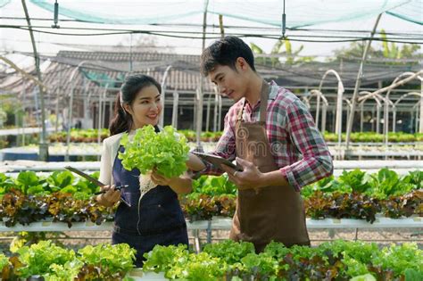 Businessperson Or Farmer Checking Hydroponic Soilless Vegetable In