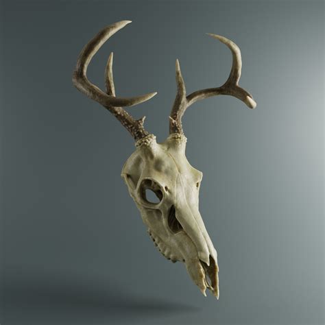 Deer Skull Ubicaciondepersonascdmxgobmx