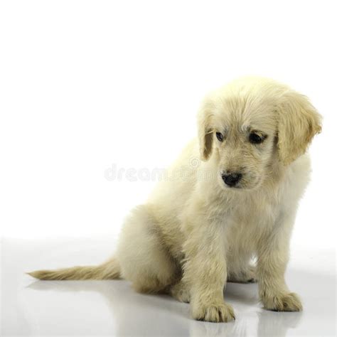 Golden Retriever Puppy Isolated Stock Image Image Of Cute Golden