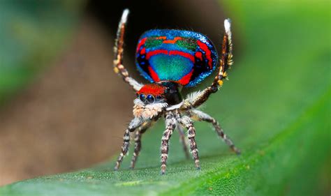 Top 10 Most Beautiful Spiders In The World Arenapile