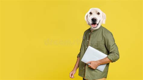 Male Freelancer With Dog Head Posing With Laptop Stock Photo Image Of