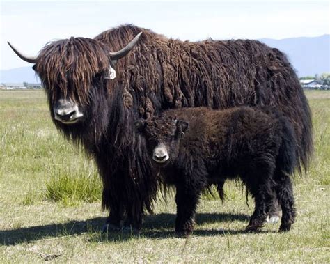 8.) Yak | Cow, Animals wild, Yak