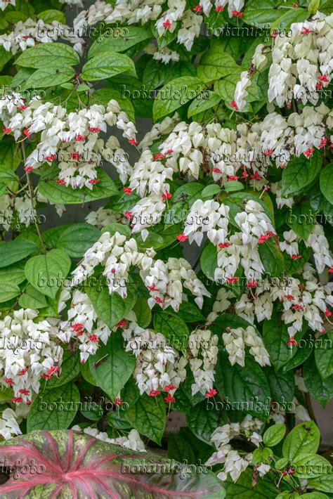 Bild Losbaum Clerodendrum Thomsoniae Syn Clerodendron Thomsoniae