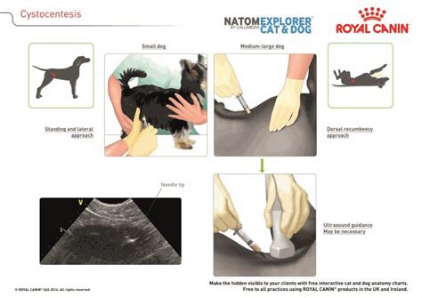 Cystocentesis In Dogs Canis Vetlexicon