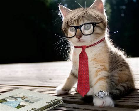 Itl.cat provides hd desktop and mobile wallpapers and backgrounds for free download. Download Hd Cat Wallpapers, Pussycats, Pussycat Images ...