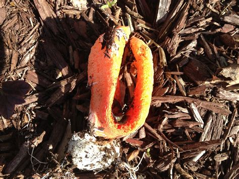 Learn how to treat it here. My Carolina Yard: January 2013
