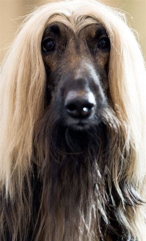 Pin By Annamaria Cossettini On Afghan Hounds Afghan Hound Dog