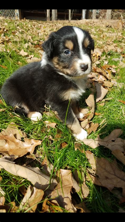He is a loyal companion and has the stamina to work all day. Australian Shepherd Puppies For Sale | Marshville, NC #286520