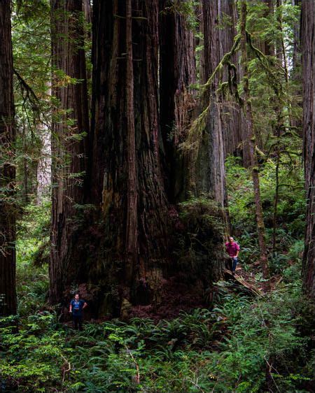 Coast Redwood Old Trees Magical Tree