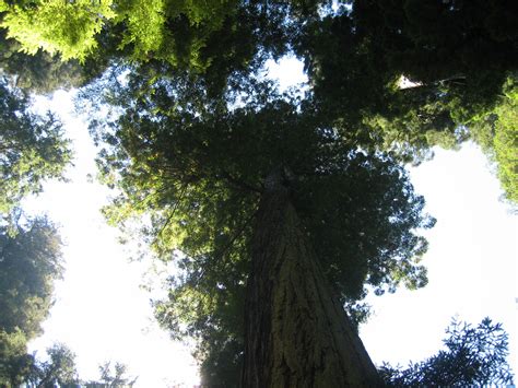 Under the redwood canopy on a sunny day in Humboldt County. | Tree