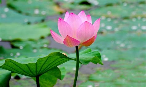 Lotus Flower Background Wallpaper Wallpapersafari