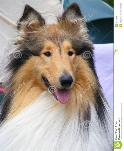 Lassie Clipart 20 Free Cliparts Download Images On Clipground 2021