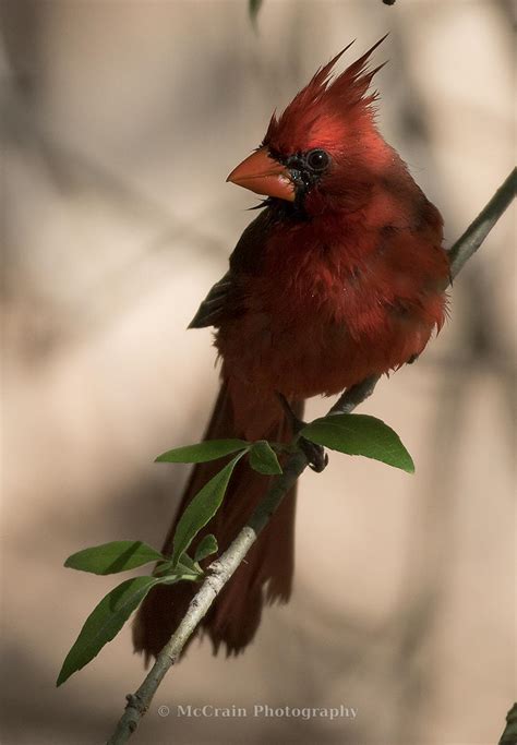 Mccrain Photography Red Bird