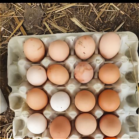 Rhode Island Red Fertile Eggs For Sale In Uk 75 Used Rhode Island Red Fertile Eggs