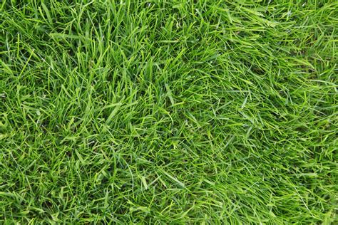 Grass Types For Your Lawn In Buffalo Ny
