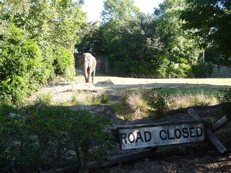 Kilimanjaro Safaris Zoochat