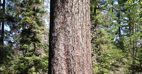 The Tallest Sugar Pine Umpqua Falls And Skookum Pond Two Days In