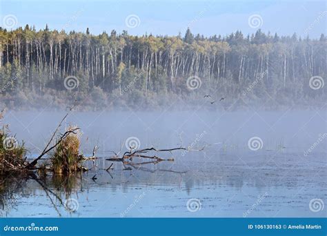 Morning Mist Rising Off Of Alberta Lake Stock Image Image Of Peaceful