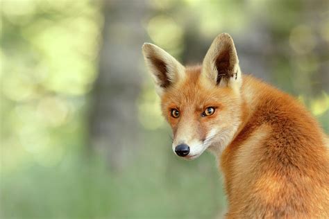 Into Your Soul Red Fox Looking Over Her Shoulder Photograph By