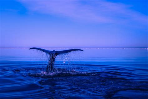 Find and download humpback whale wallpapers wallpapers, total 32 desktop background. Humpback Whale Tail Wallpaper Background | HD Wallpaper ...