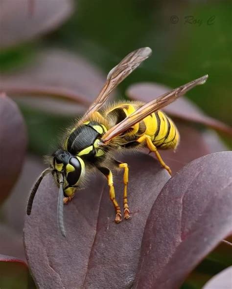Wasps And Hornet Removal In Reading And Throughout Berkshire