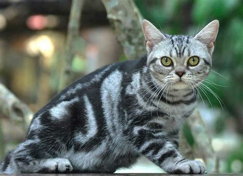 American Shorthair Cat Breed Information And Facts Pictures Pets Feed