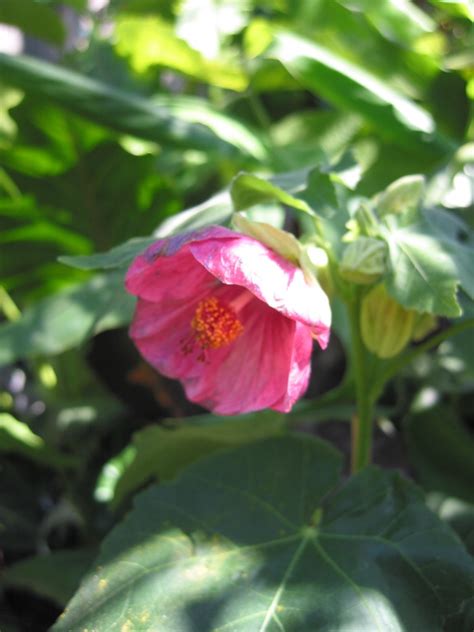 Abutilon Pink