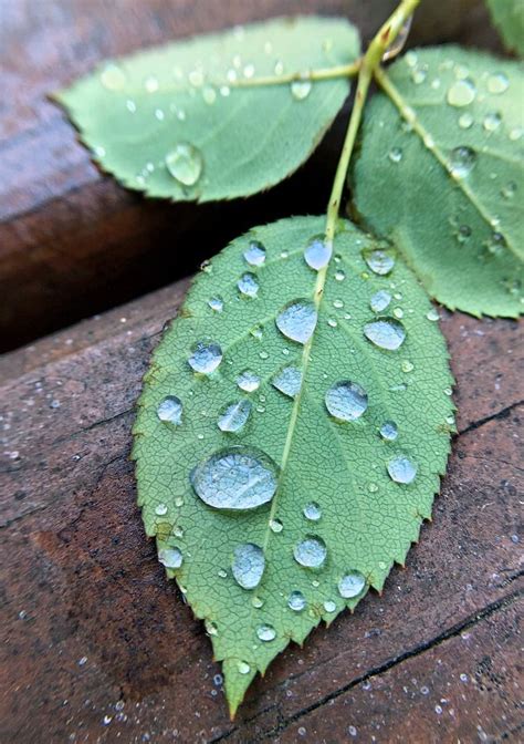 Macro Fauna Garden Photography Of Water Droplets On A Green Leaf