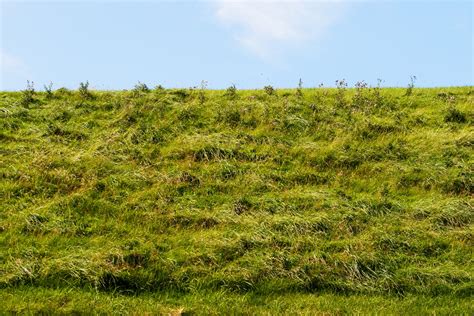 Grass Bank Blue Sky Free Stock Photo Public Domain Pictures