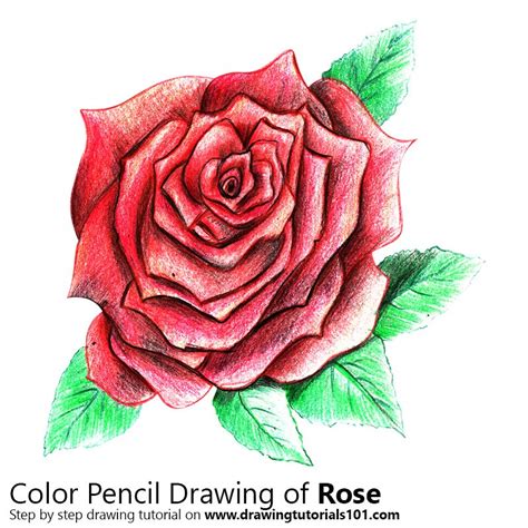 Rose Colored Pencils Drawing Rose With Color Pencils